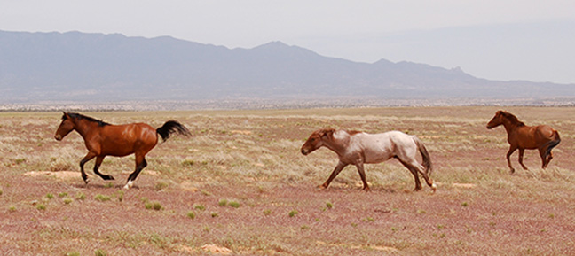 wildhorses.jpg