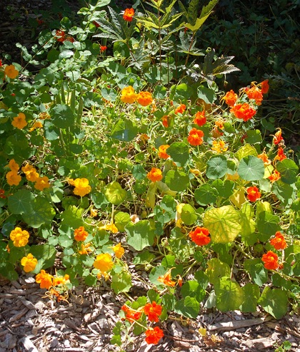 nasturtium1.jpg